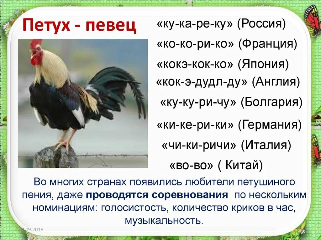 Как называют петухов клички. Интересные петухи. Интересное о петухе для детей. Петух кричит кукареку на разных языках. Кличка петуха.