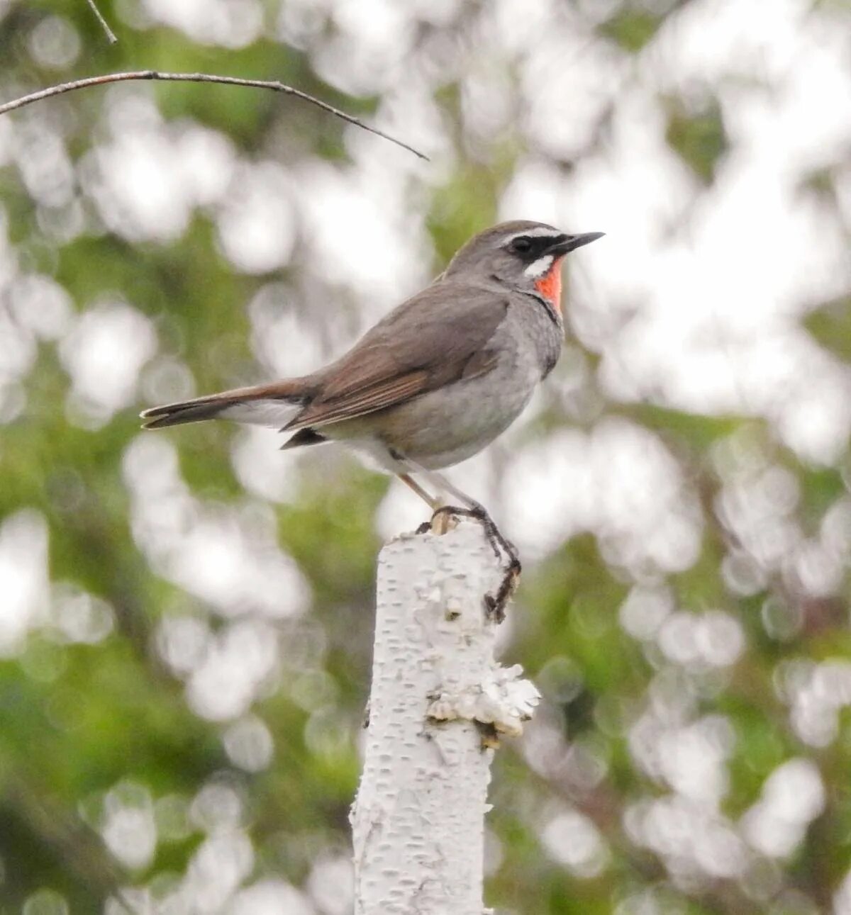 Сибирский соловей красношейка. Мелкие птицы забайкальского края. Птицы забайкальского края. Певчие птицы забайкалья. Дрозд забайкальский.
