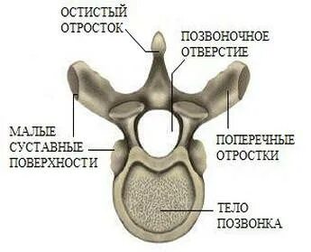 Суставные поверхности и боковые отростки
