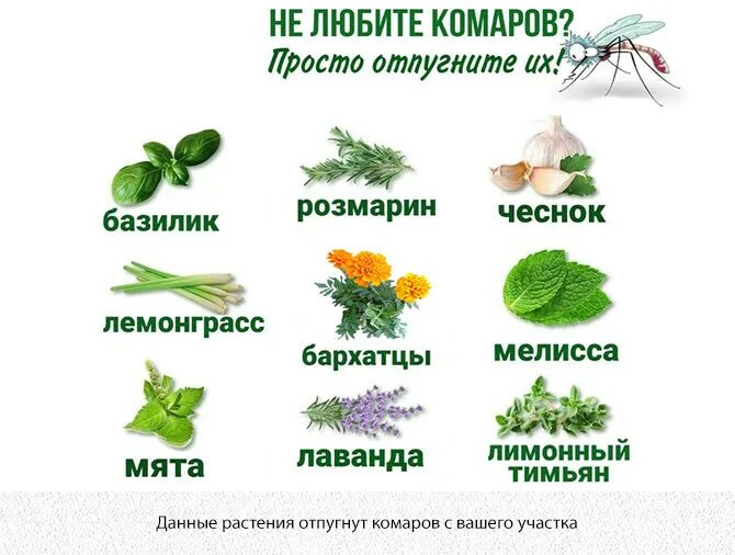 Какое растение отпугивает мух