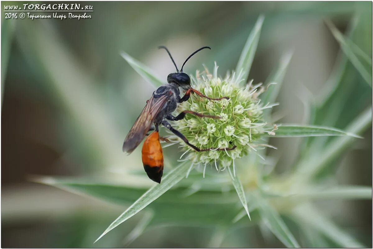 крупные летающие насекомые. летающие насекомые. Aeshna grandis. как называются летающие насекомые. муха зеленоглазка.
