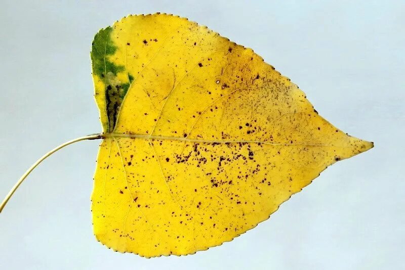 Осенние листья тополя. Ectoedemia hannoverella. лист тополя желтый. лист тополя. листья тополя осенью.