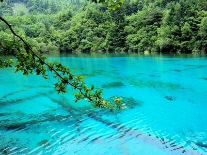 Водные и лесные