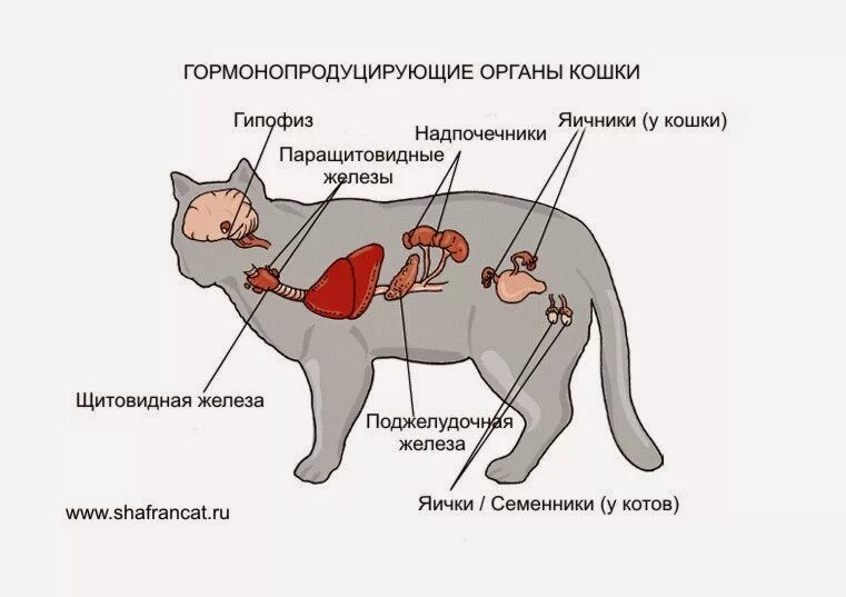 Действия кота если сема вопит. Железы внутренней секреции собаки. Органы эндокринной системы животных. Железы внутренней секреции у кошек. Эндокринная система животных органы и функции.