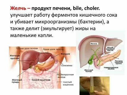 Пищеварительный орган вырабатывающий желчь