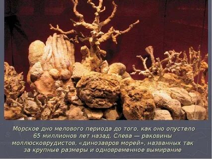 25 миллионов лет назад