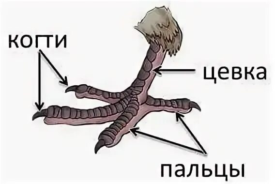 Строение птицы цевка. Внешнее строение конечностей птиц. Внешнее строение ноги птицы. Строение лапы птицы цевка. Чем покрыты конечности птицы