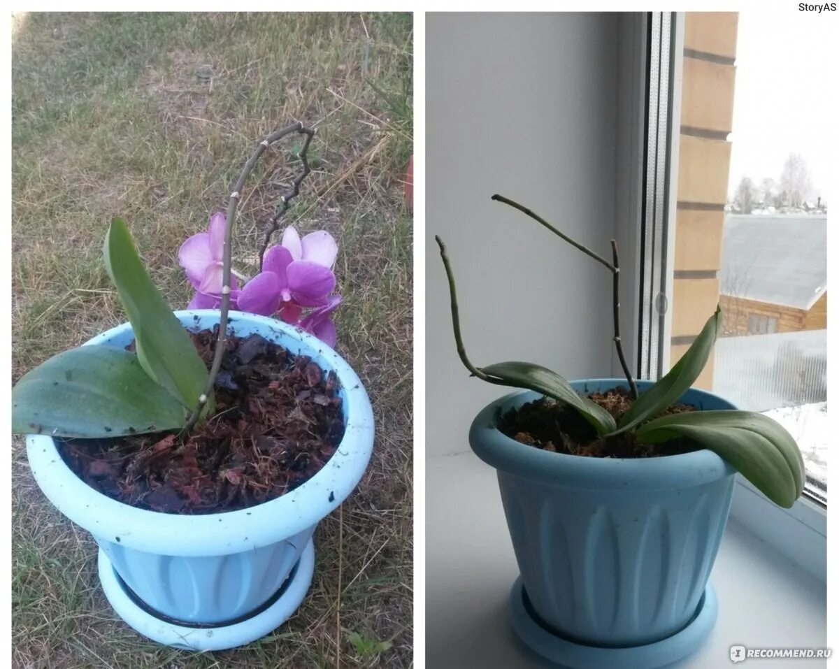 Полив орхидеи после пересадки в домашних условиях. Посадка орхидеи в пенопласт. Орхидея посадить из букета. Як вибрати і зробити ґрунт для орхідей.