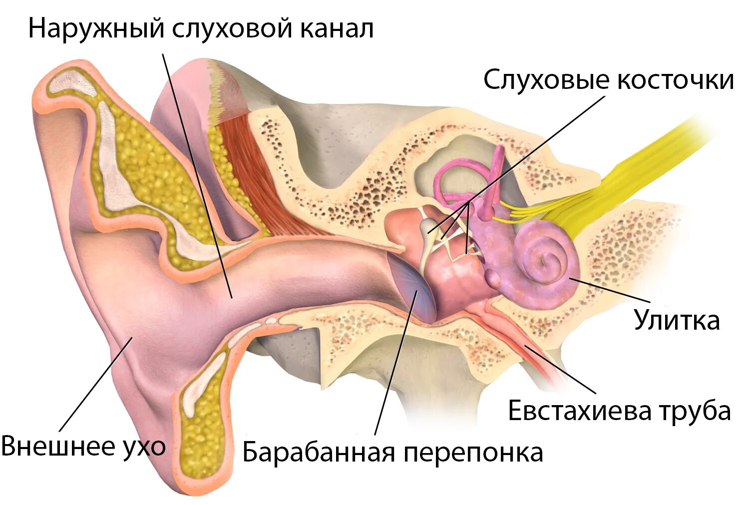 Слуховая косточка в ухе 9 букв. Костная проводимость звука. Наушники с костной проводимостью звука. Костная проводимость уха. Среднее ухо строение.
