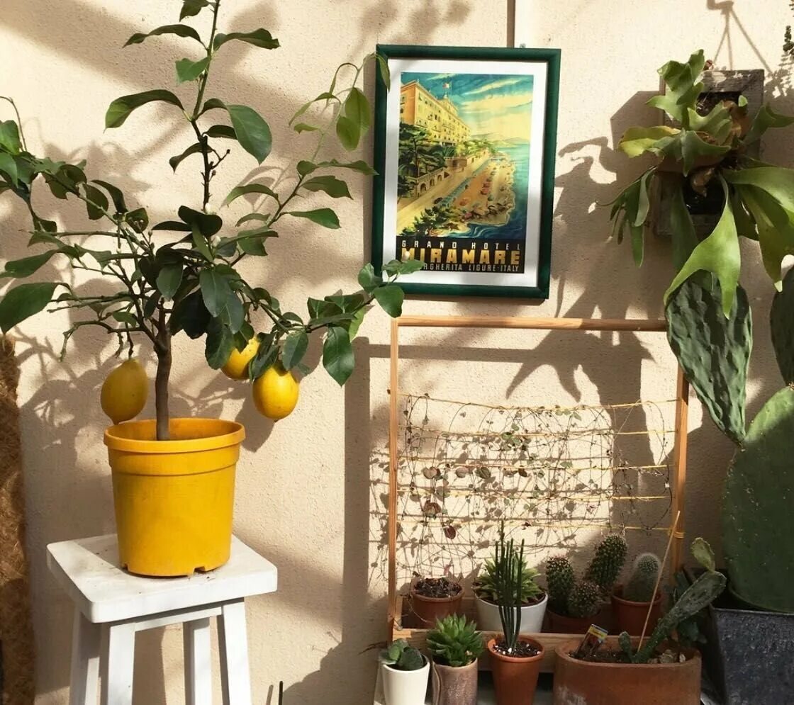 Лимон дерево домашнее. Цитрус (комнатное растение) лимон мейера. Лимонное дерево в квартире. Лимон штамбовый. Цитрус (комнатное растение) лимон мейера.