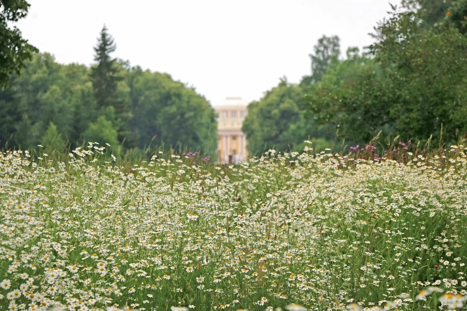 Луг прогулка. Луг прогулка