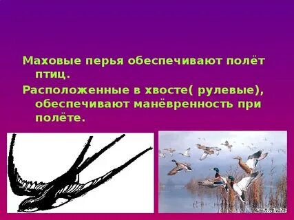 Полет птиц обеспечивают