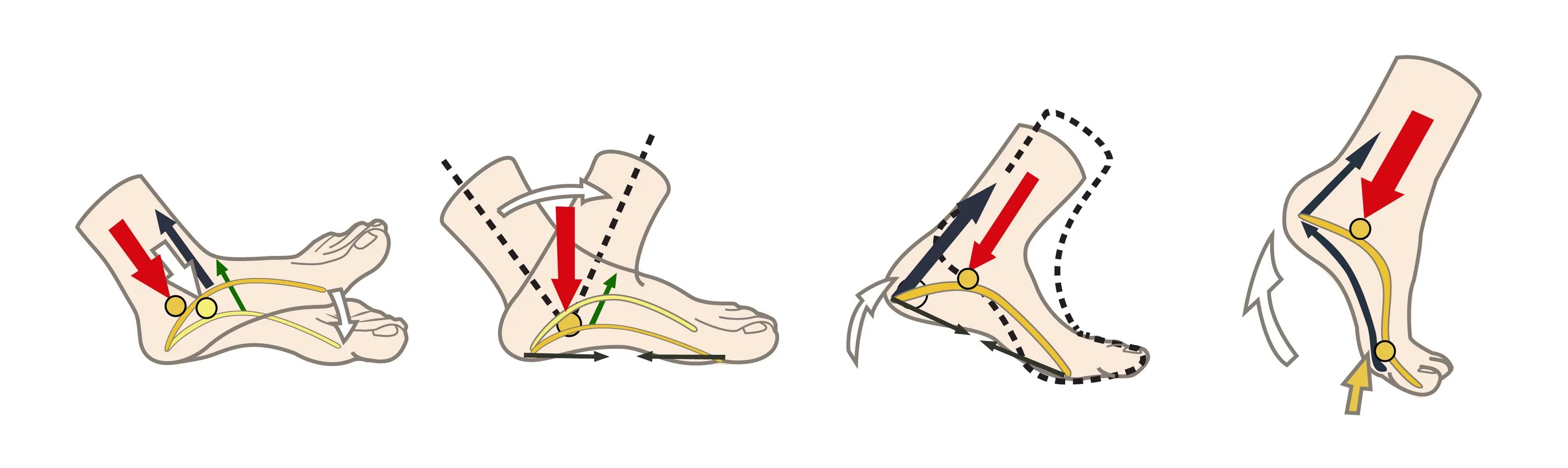 Биомеханика стопы движения стопы. Правильное движение стопы при ходьбе. Правильная постановка стопы. Давить пятку