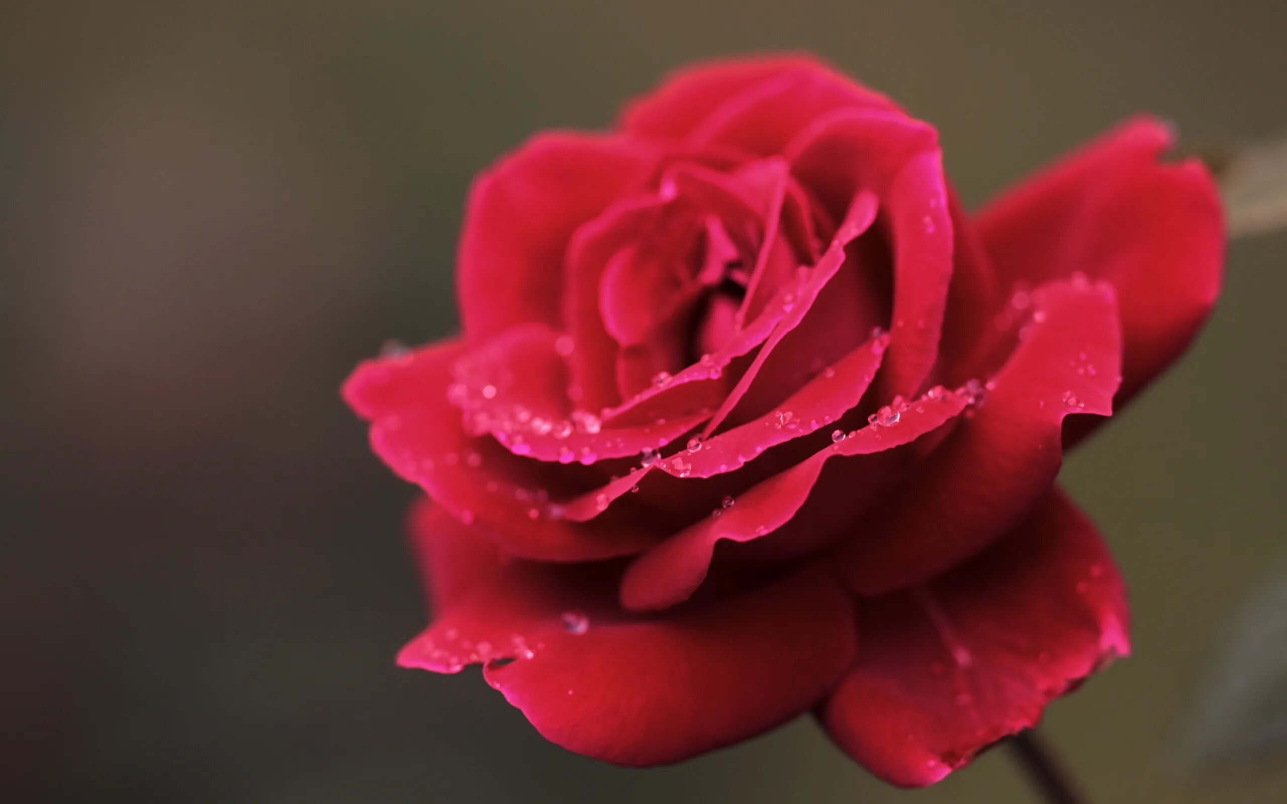 Картинки с двумя цветами. Цветы розы. Изображение розы. Красный цветок. Розовые цветы.