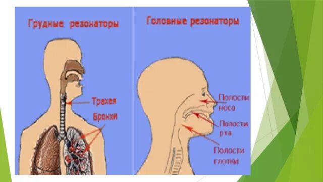 Головной и грудной резонаторы. Голосовые резонаторы у человека. Верхние резонаторы голосового аппарата. Головной и грудной резонаторы голосового аппарата. Голосовые резонаторы