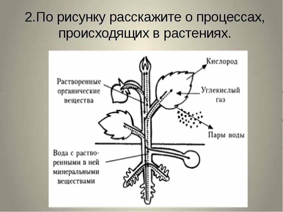 Процесс передвижения веществ в растении. Процессы жизнедеятельности растений. процессы происходящие в растениях. процесс жизнедеятельности растений схема. обменные процессы у растений.