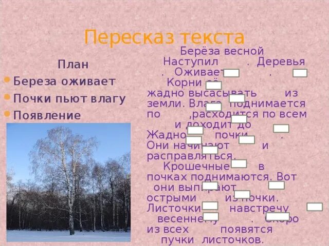 Родные березки изложение. План текста береза. Родные березы план. Прилагательные к березе. План текста береза.