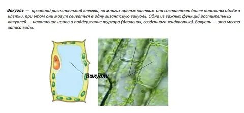 Вакуоли хорошо заметны в клетках