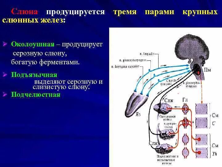 Регуляция деятельности слюнных желез. Регуляция деятельности слюнных желёз.. Физиологическая роль слюноотделения.