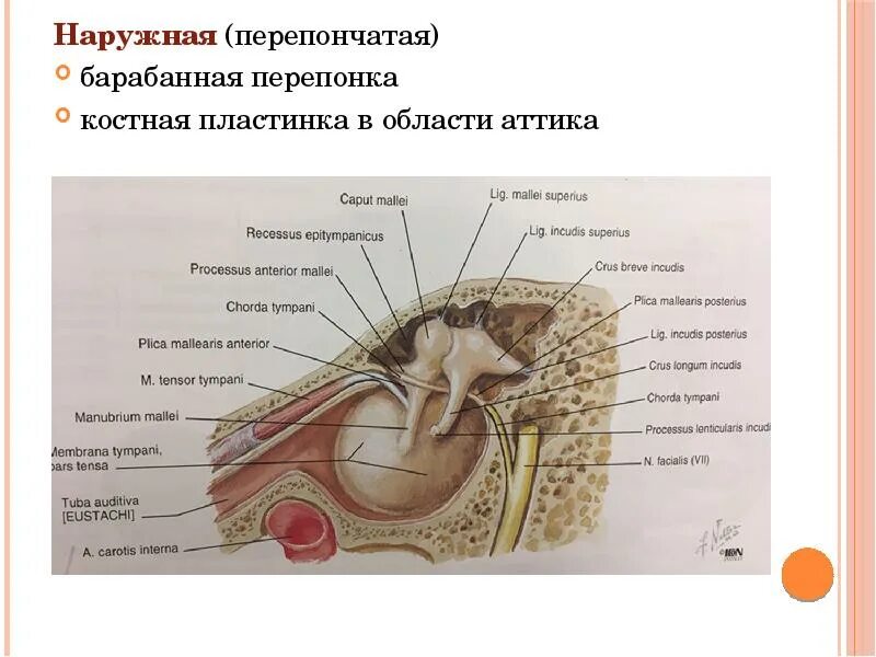 Мышца напрягающая барабанную перепонку латынь. Барабанная перепонка латынь анатомия. наружная перепончатая стенка барабанной полости. барабанная перепонка анатомия. анатомия среднего уха.
