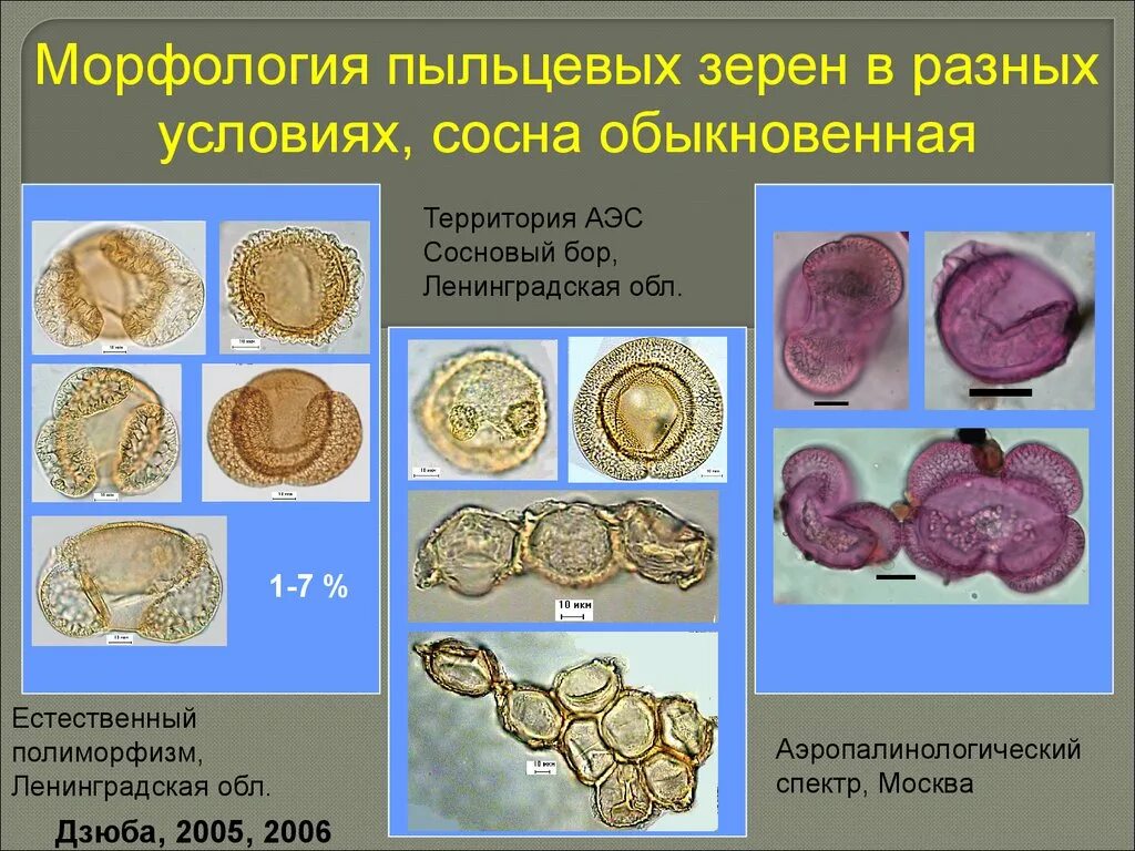 Место формирования пыльцевых зерен. Типы пыльцевых зерен. пыльцевое зерно. пыльцевые зерна разных растений. форма пыльцевых зерен.