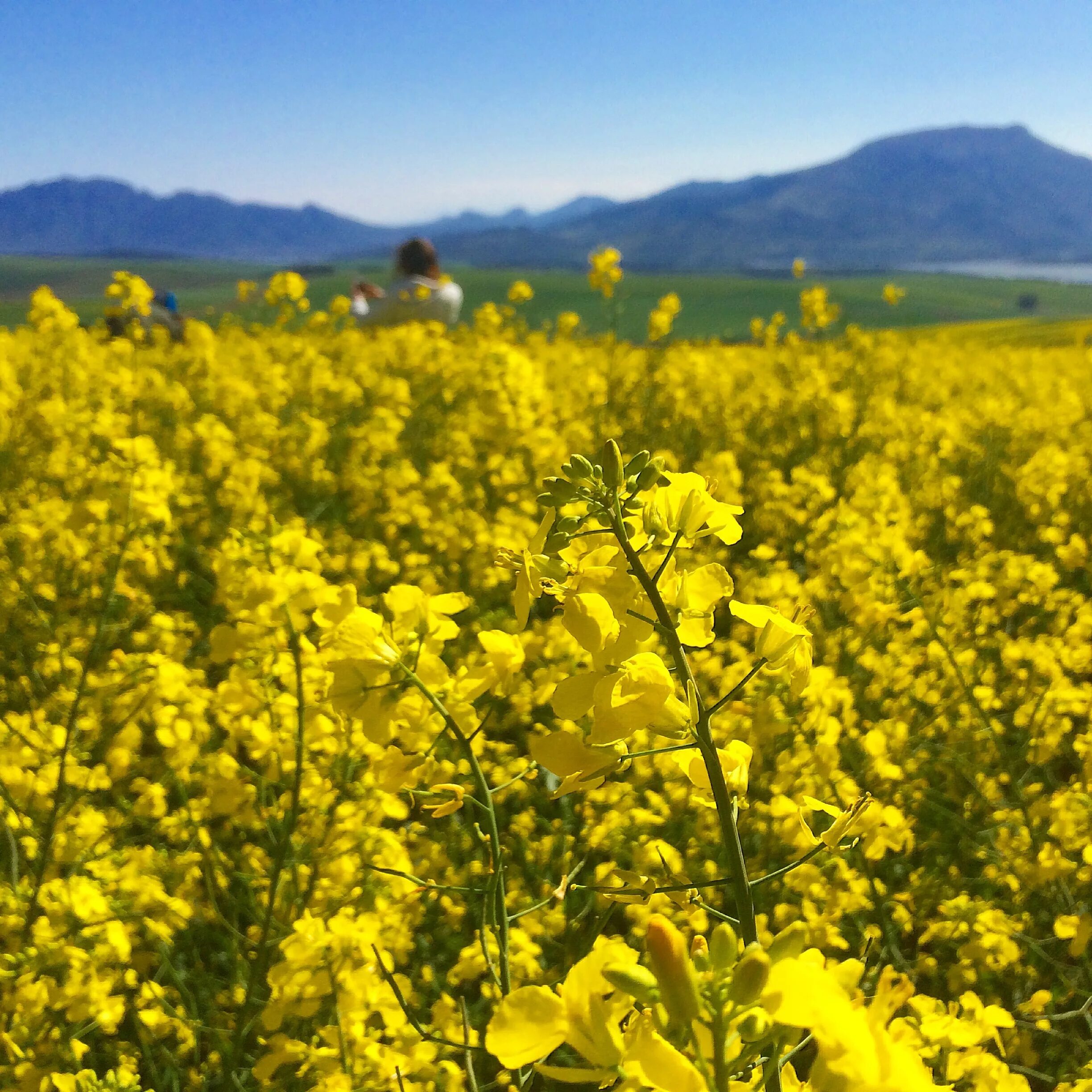 Польская канола ( Brassica Rapa ). Рапс Полевая горчица. Цветущий фацелия горчица рапс. Джунгарская горчица. Слово горчичный