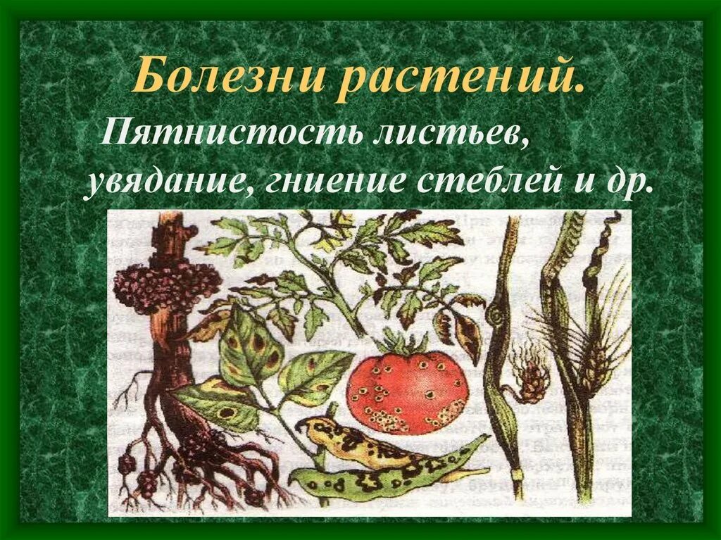 Книги о вредителях растений. Вирусные заболевания растений. Вирусные заболевания растений. Профилактика болезни растений. Книга профилактика заболеваний.