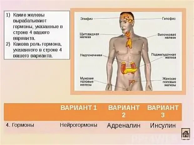 Участвует в выработке адреналина железа. Железы вырабатывающие гормоны. Железа вырабатывающая гормон адреналин. Железа которые вырабатывают инсулин. Эндокринная железа продуцирующая гормон адреналин.