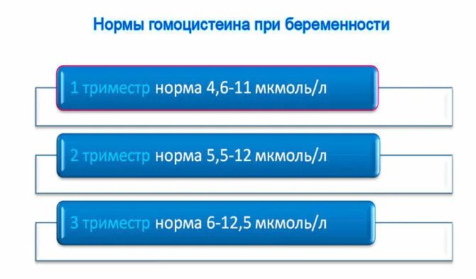 Гомоцистеин норма у мужчин. Нормы гомоцистеина при беременности. Гомоцистеин норма. Гомоцистеин при беременности норма. Норма гомоцистеина в третьем триместре.