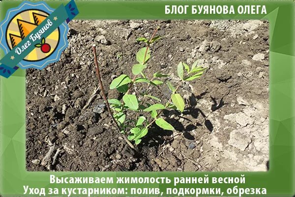 Жимолость уход весной после зимы подкормка. Уход за жимолостью весной обрезка и подкормка. Как правильно сажать жимолость в горшки ранней весной на продажу.