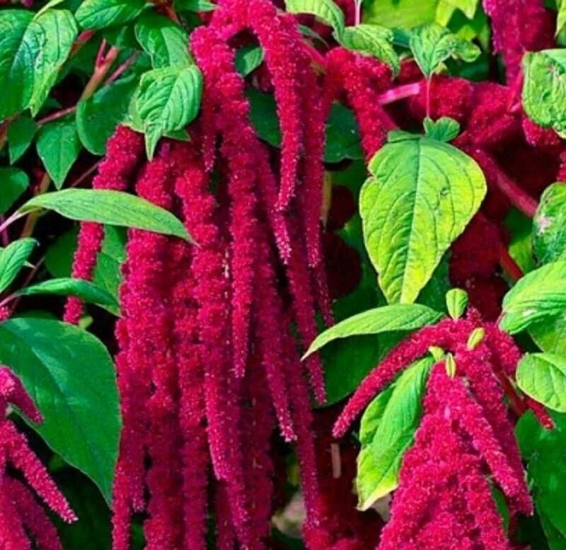 Амарант на рассаду. Амарант цветок. Амарант на рассаду. Амарант. Амарант цветок рассада.