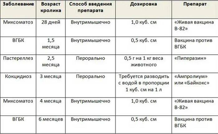 Как приготовить домашнюю вакцину. Какой вакциной прививают кроликов. Таблица прививок для кроликов. Вакцинация кроликов схема. Схема прививок кроликам.