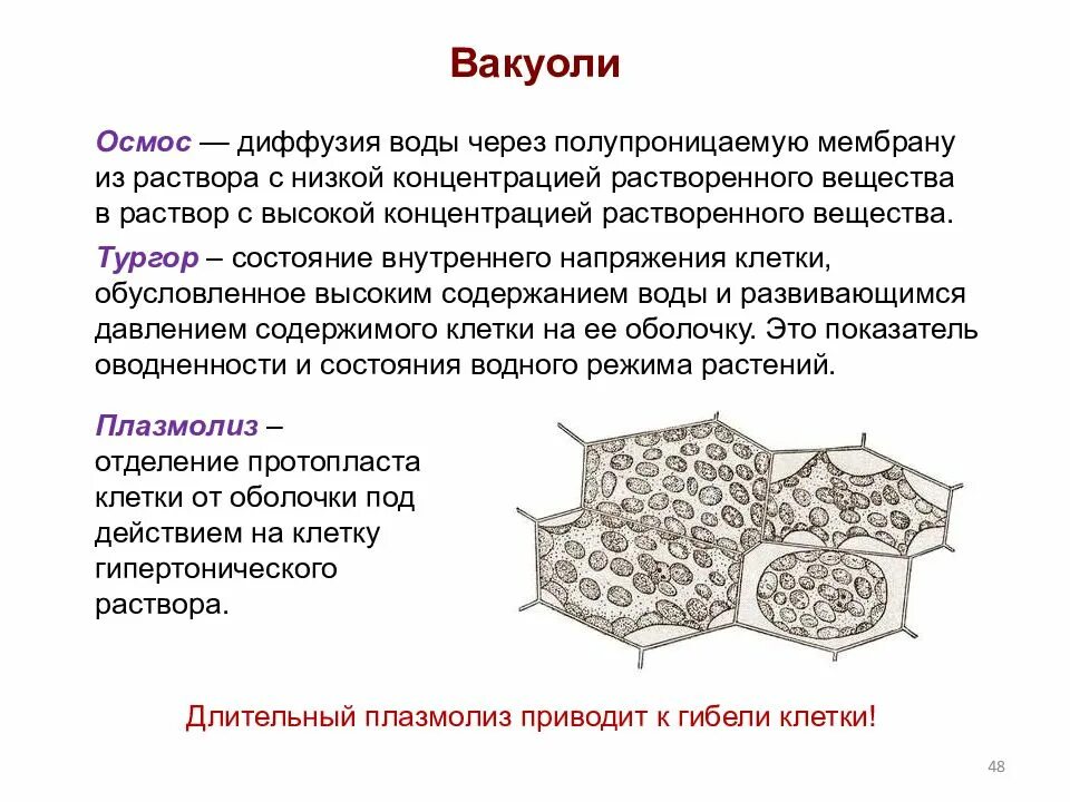 Поддержание формы клетки. Составные части растительной клетки под микроскопом. связывание составных частей клетки. составная часть растительной клетки функцией которой.