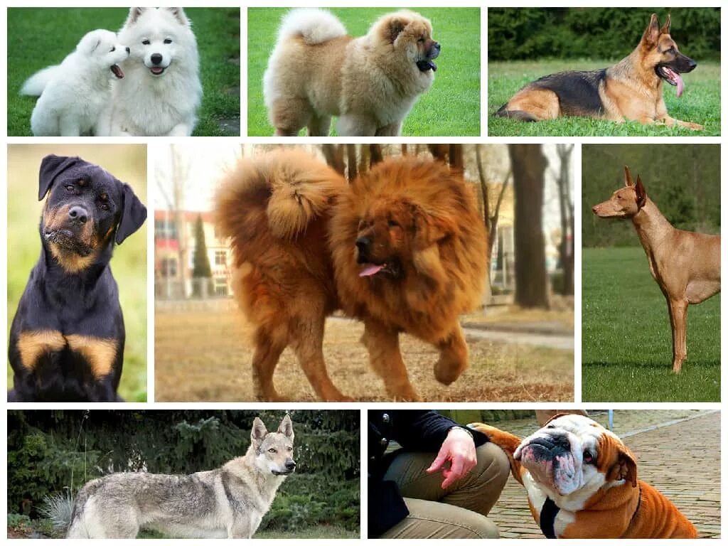 Popular Dog Breeds Chart 18"x28" (45cm/70cm) Poster Dog breed names, Dog breeds 