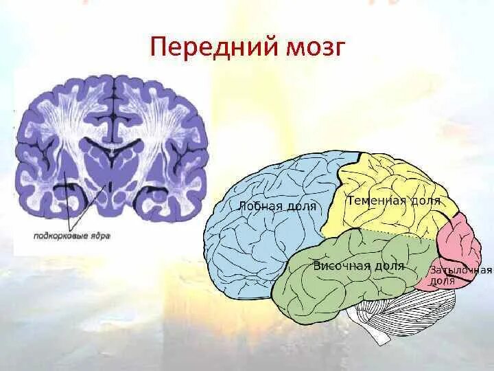 Передний мозг структура и функции. Строение головного мозга передний мозг. Передний мозг мозг строение и функции. Функции переднего головного мозга.