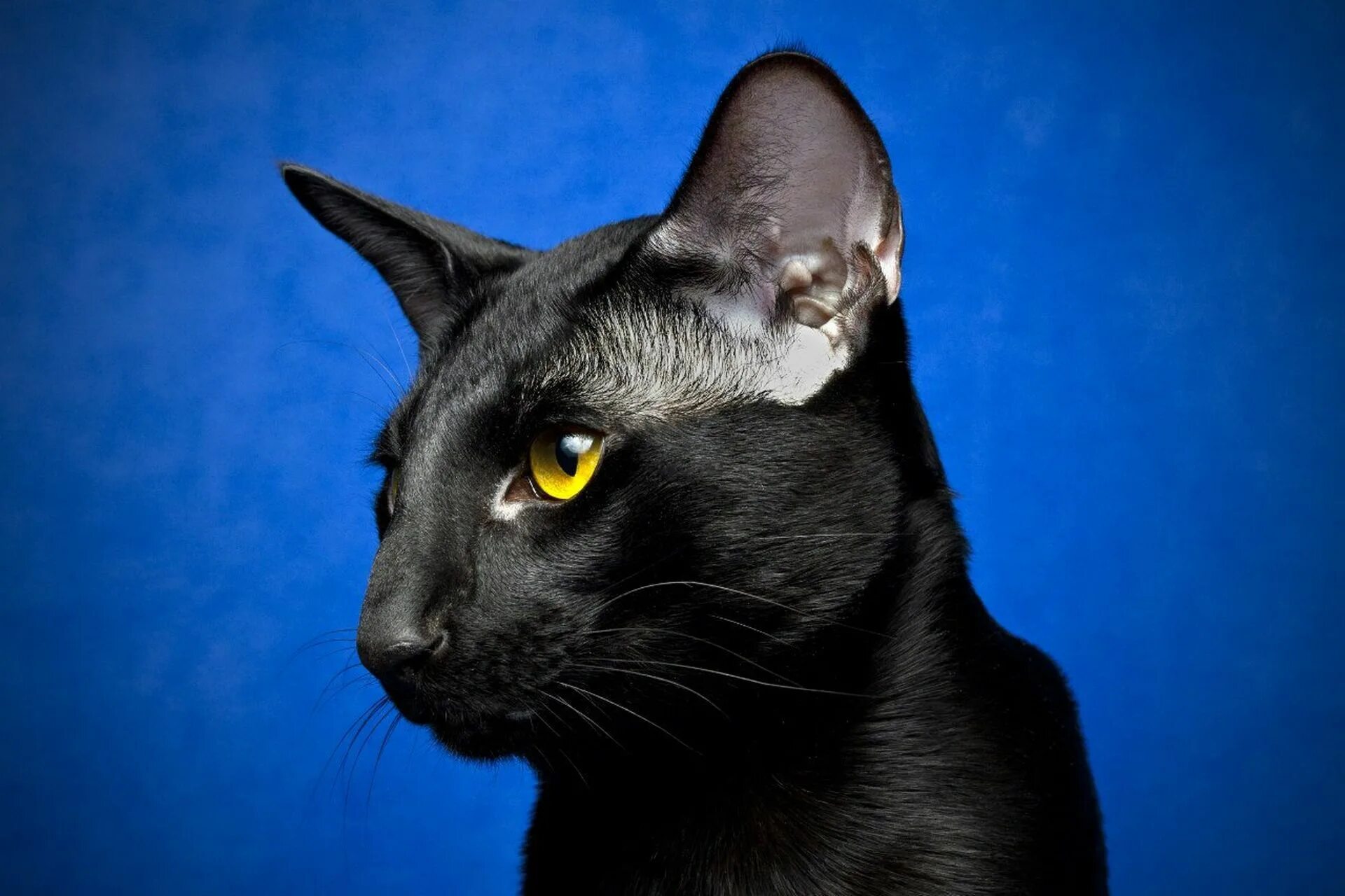 Черный ориентальный кот. Ориентальная порода кошек черная. Кот Ориентал черный. Голубой ориентальный кот. Грациозная кошка