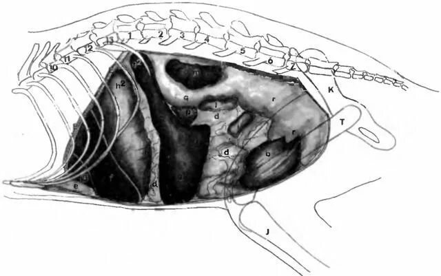 Селезенка кота. Анатомия селезенки собаки. Селезенка у кошек расположение. Селезенка кошки анатомия. Топография селезенки у собак.