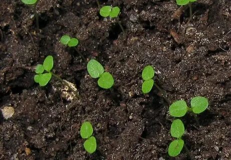 Проредить всходы проверочное слово