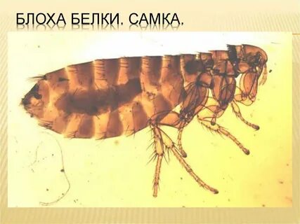 Представители блох