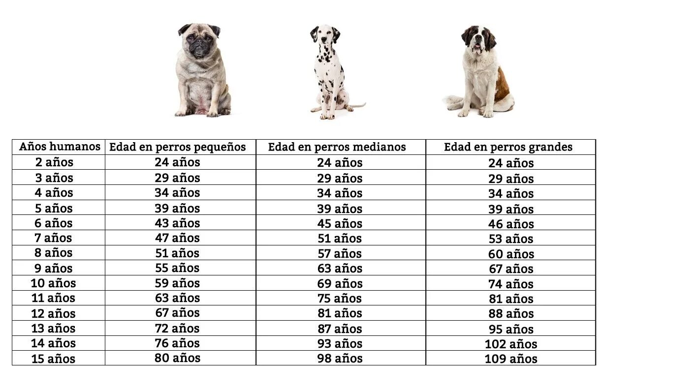 Собака по возрасту. Возраст собаки чихуахуа по человеческим. Таблица возраста собак мелких пород. Собачьи года. Собачьи года на человеческие.