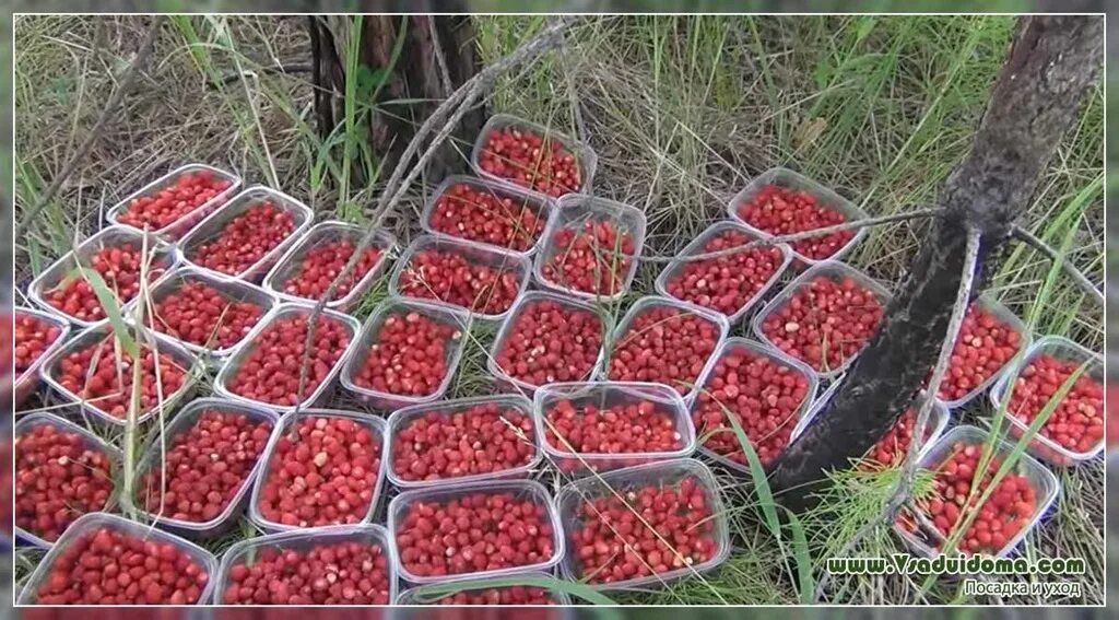 Сколько заработать на клубнике. Приспособление для сбора клубники. Комбайн для сбора земляники. Емкость для сбора клубники. Сбор лесных ягод.