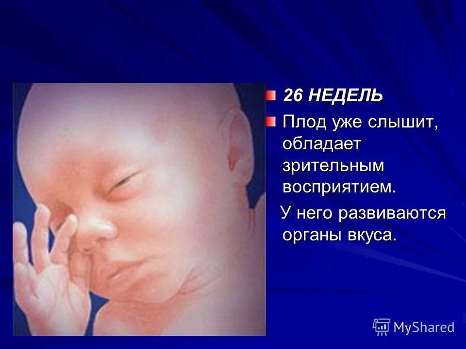 26 неделя отзывы