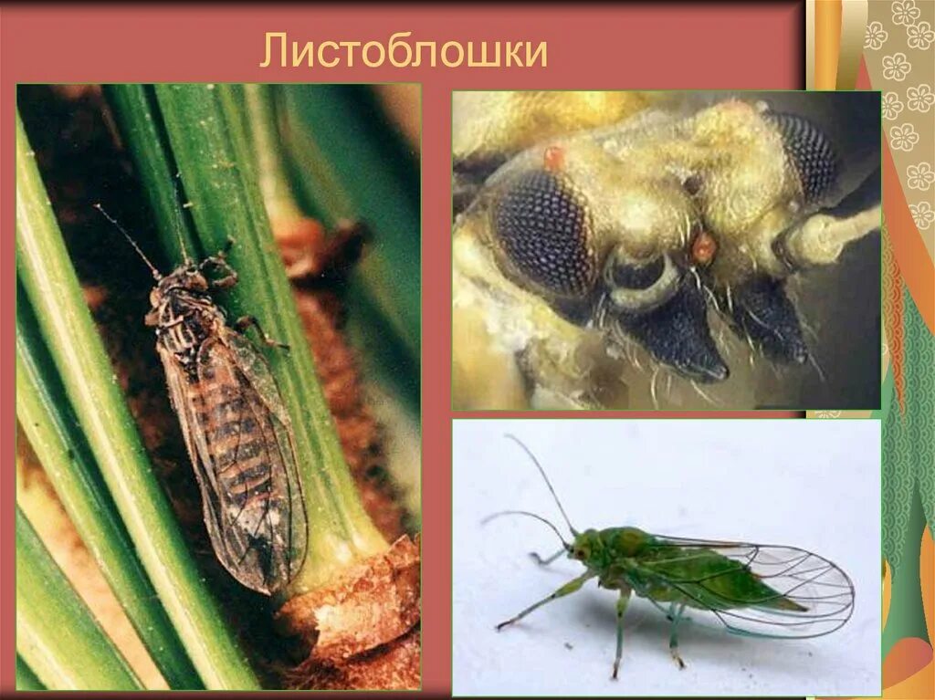 Отряд равнокрылые представители. Листоблошки равнокрылые. отряд равнокрылые. равнокрылые представители. равнокрылые насекомые представители.