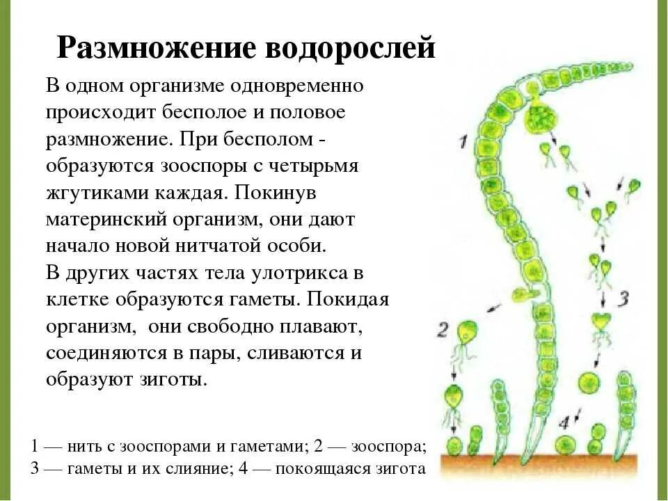 Учебник водоросли. Размножение водорослей 7 класс биология. Строение водорослей 6 класс биология. Строение питание размножение водорослей. Водоросли строение размножение классификация.
