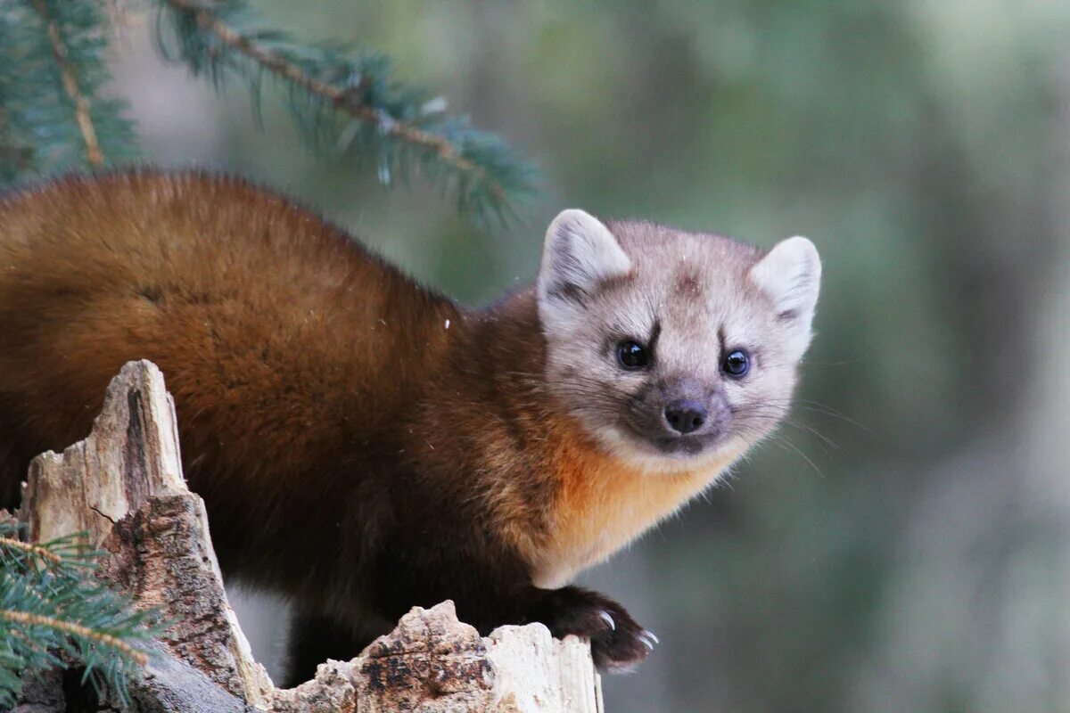 Pin en Deine "Gefällt mir"-Angaben bei Pinterest Fauna, Carnivoros, Martes