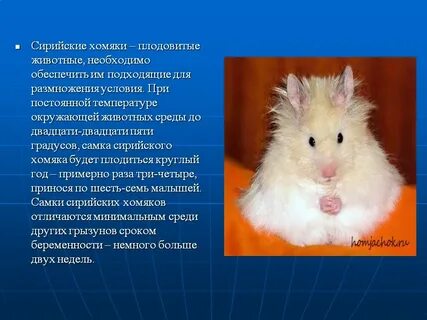 Имя сирийскому хомяку