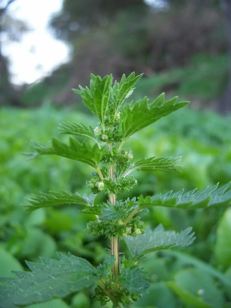 Крапива жгучая (Urtica urens). Крапива (Urtica dioica). Уртика уренс. Крапива жгучая (Urtica urens l.). Как выглядит крапива