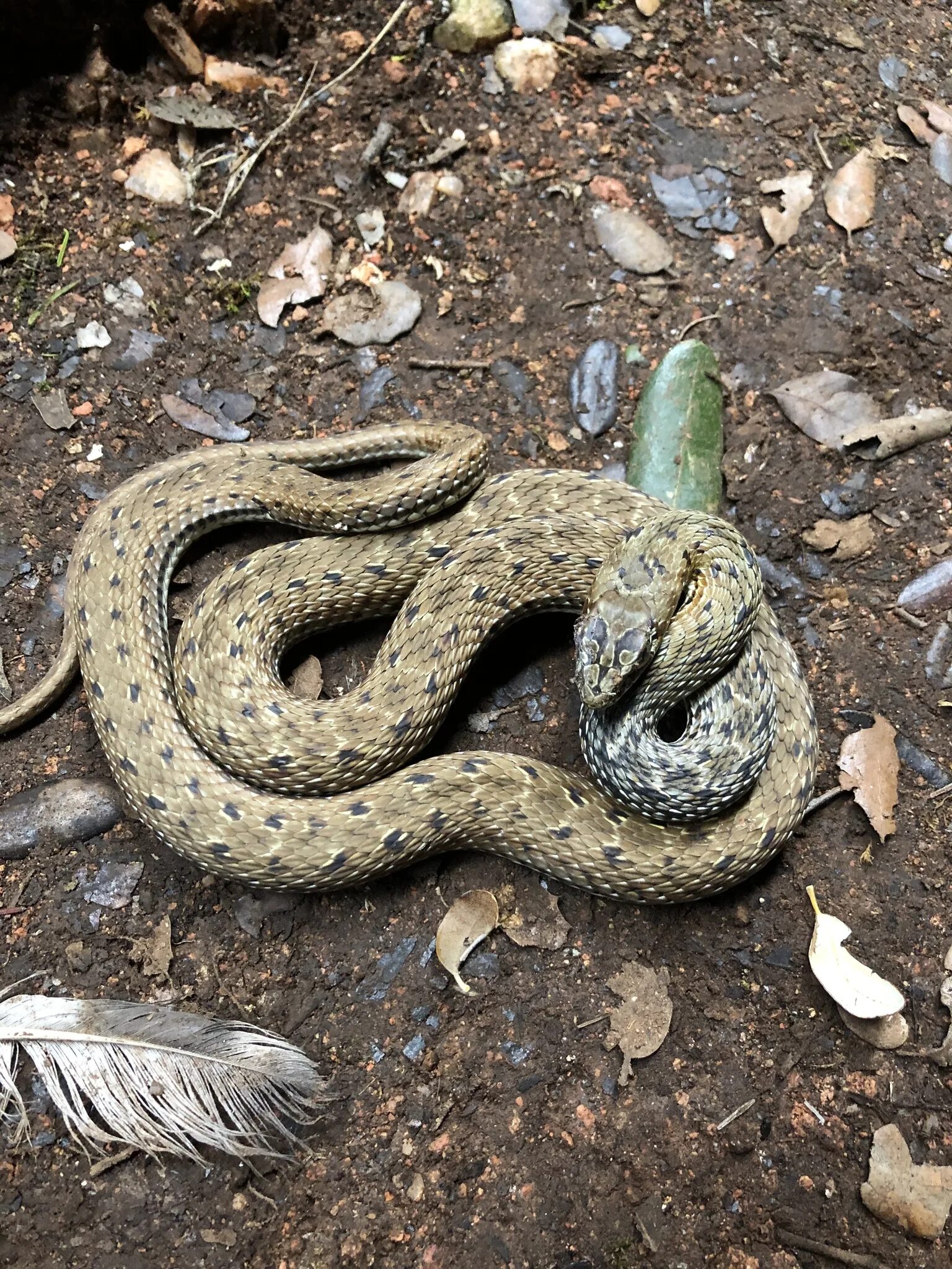 Malpolon monspessulanus. Ящеричная змея (Malpolon monspessulanus). Malpolon moilensis.