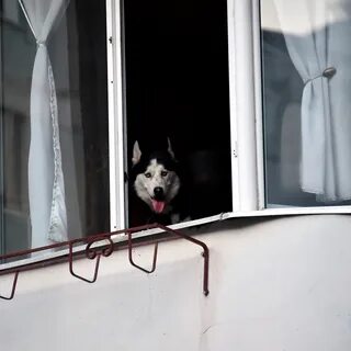 Лай собаки в частном доме