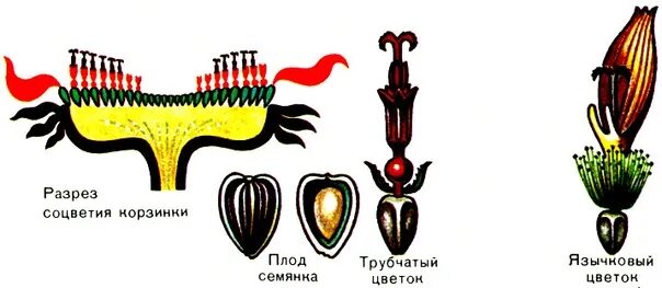 Подсолнечник вид соцветия. Строение соцветия подсолнечника. Подсолнечник однолетний строение цветка. Соцветие подсолнечника схема. Подсолнечник однолетний схема соцветия.